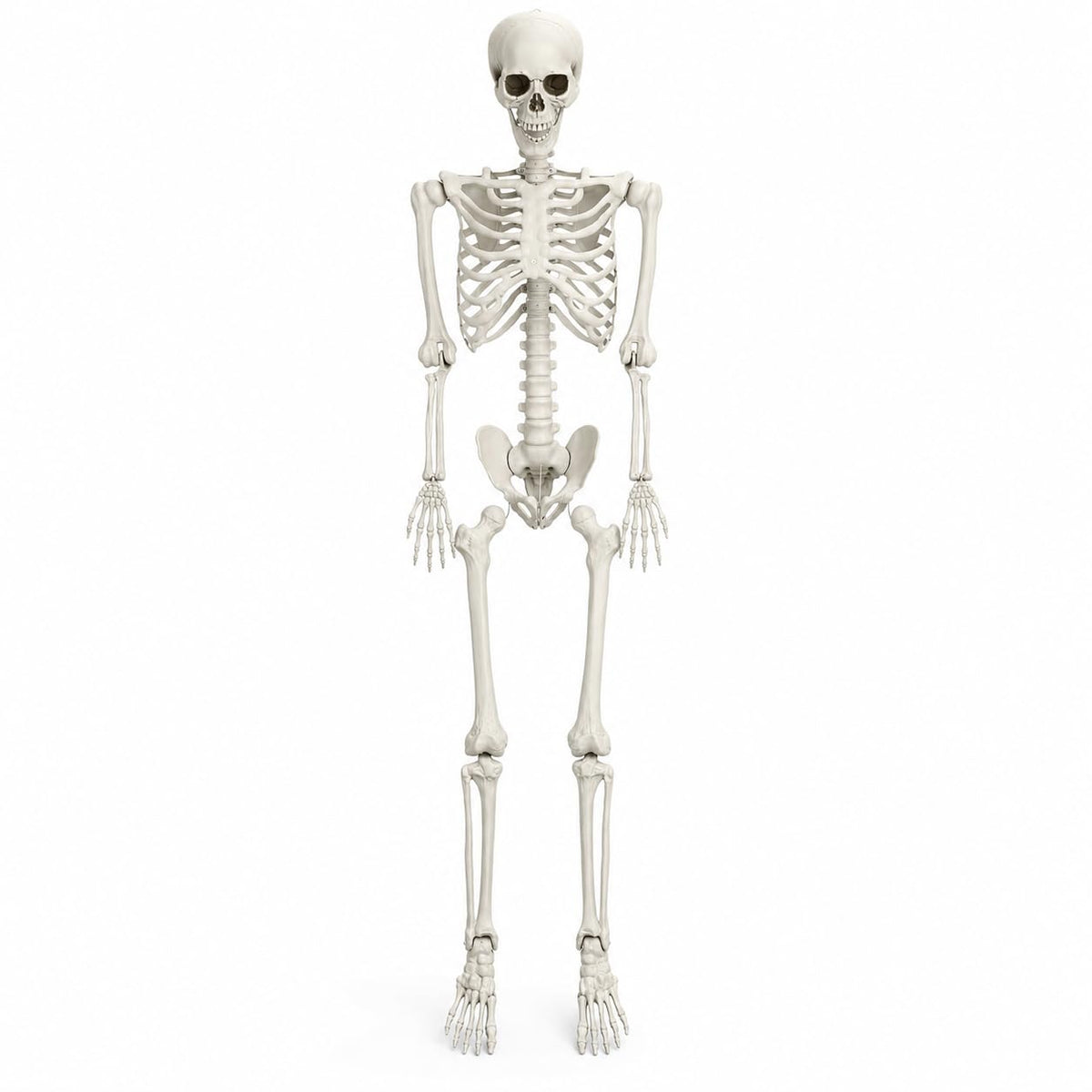 5.4 FT Poseable Skeleton E5715