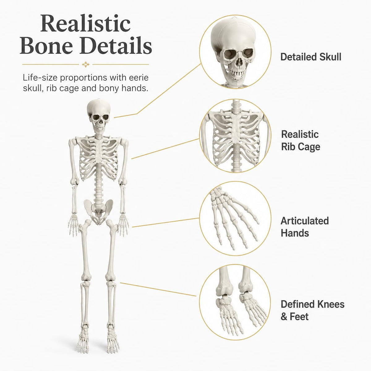 5.4 FT Poseable Skeleton E5715